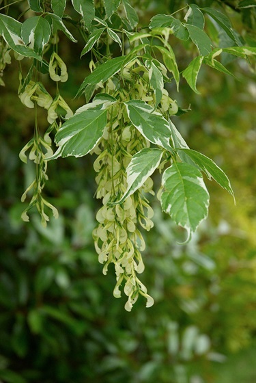 Box elder - Acer negundo