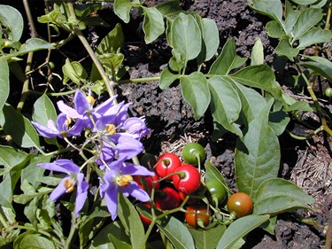 Brazilian nightshade - Solanum seaforthianum