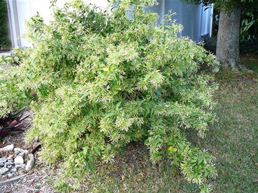 Lady-of-the-Night, Night-blooming jasmine - Cestrum nocturnum