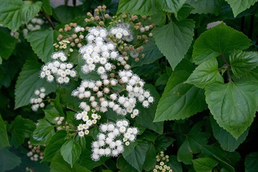 Crofton weed - Ageratina adenophora