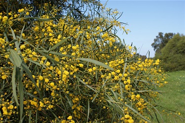 Golden Wreath Wattle - Acacia saligna
