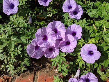 Coastal morning glory - Ipomoea cairica