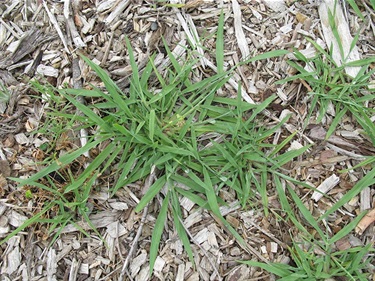 Paspalum - Paspalum dilatatum