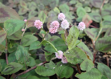 Japanese Knotweed - Persicaria capitata