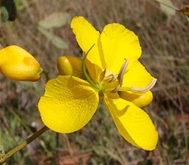 Cassia, Senna - Senna pendula var. glabrata