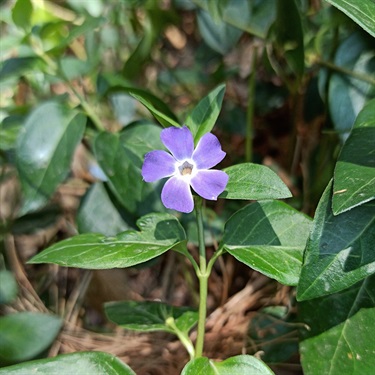 Periwinkle, Blue periwinkle - Vinca major