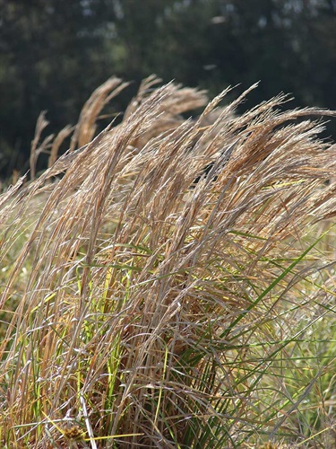Whisky grass - Andropogon virginicus