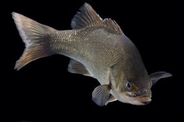 Size: Large up to 60cm Appearance: Attractive, often bronze-coloured fish. Tadpole-friendly: No. Indigenous to Sydney, Bass are one of Australia’s most popular sporting fish but will not breed in a pond.