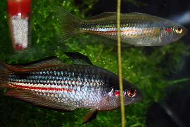 Size: 9-13cm Appearance: Silvery blue-grey with luminous rainbow colouring on tail. Tadpole-friendly: No. Most Rainbow fish species are suitable for ponds and are prolific breeders.