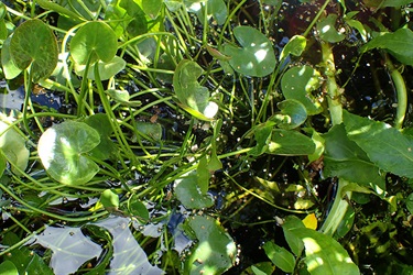 Entire Marshwort (Nymphoides germinata)