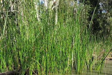 Jointed Twigrush (Baumea articulata)