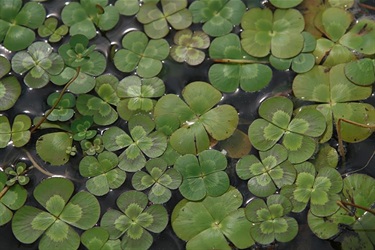 Nardoo (Marsilea mutica)