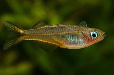 Size: 5-8cm Appearance: Attractive aquarium fish with brilliant blue eyes. Tadpole-friendly: Yes. Indigenous to Sydney. Some populations will not survive winter.