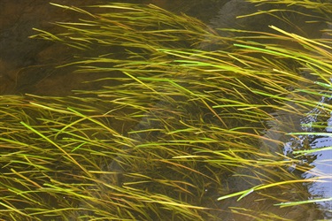 Ribbon Grass (Vallisneria spiralis)