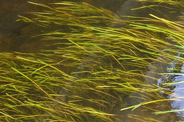 Ribbon Grass (Vallisneria spiralis)