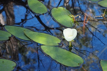 Swamp Lily (Ottelia ovalifolia)