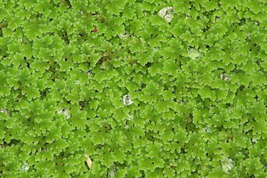 Water fern (Azolla pinnata)