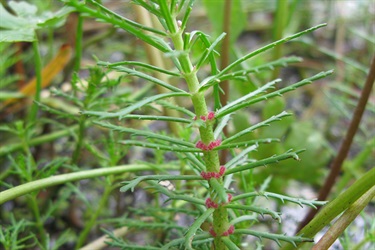 Water Milfoil (Myriophyllum crispatum/papillosum/varifolium)