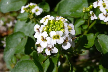 Watercress (Nasturtium officinale)