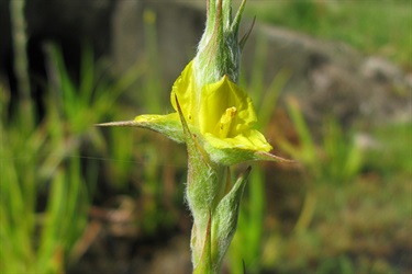 Woolly Frogsmouth (Philydrum lanuginosum)