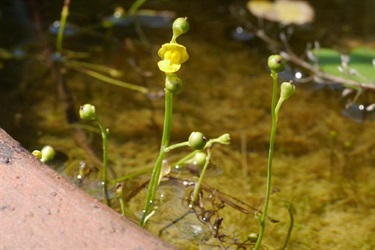 Yellow Bladderwort (Utricularia gibbia ssp. exoleta)