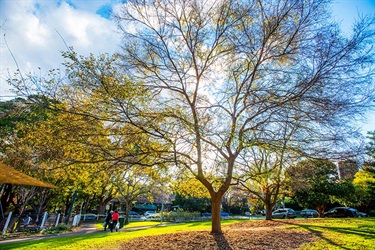 Wahroonga Park