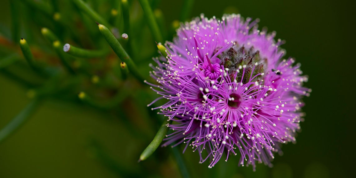 purple flower