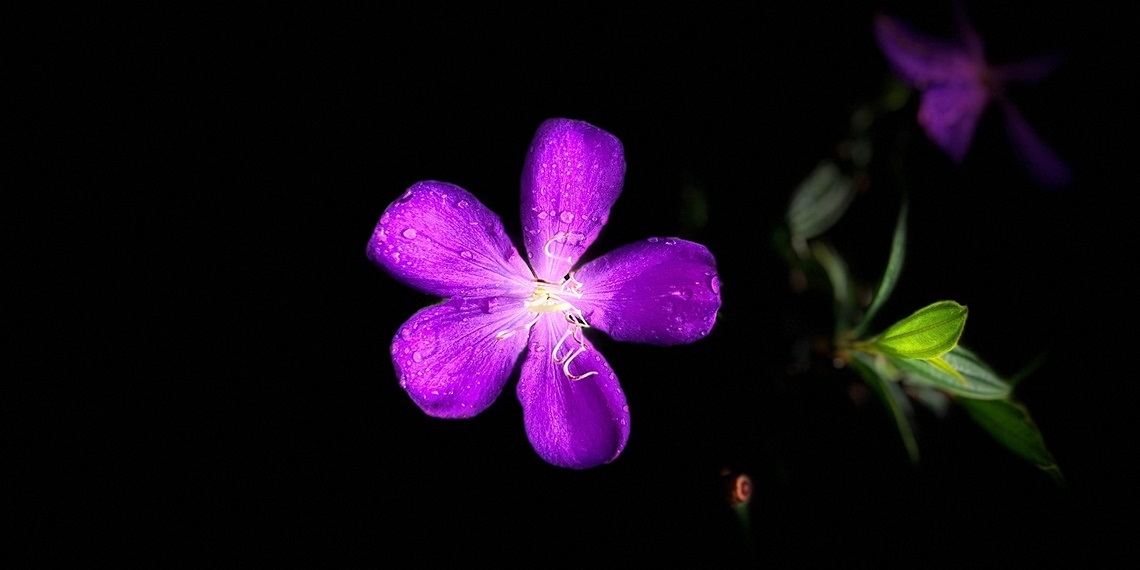 National Domestic Violence Remembrance Day