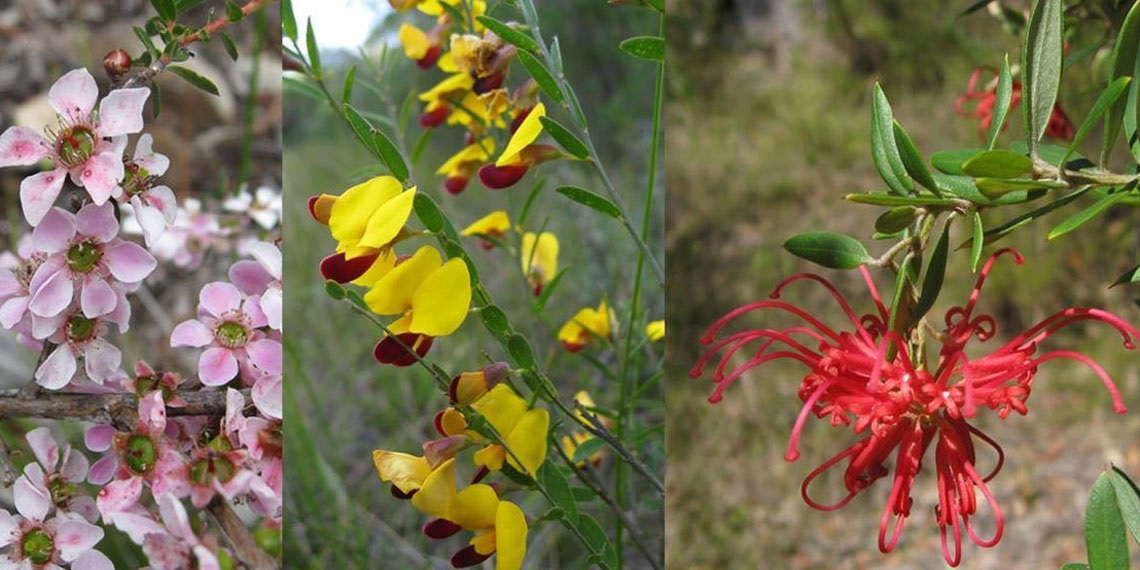 plant-society-walk-and-talk
