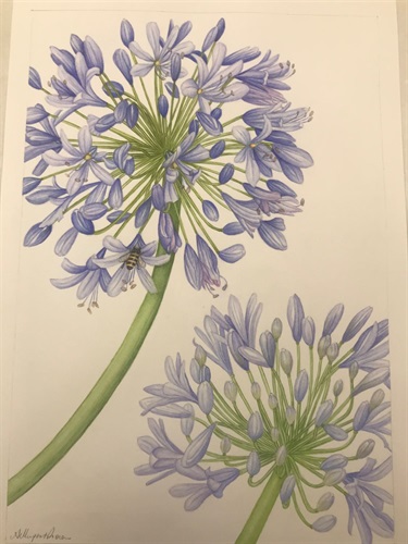 Anne Dupont-rown, Agapanthus