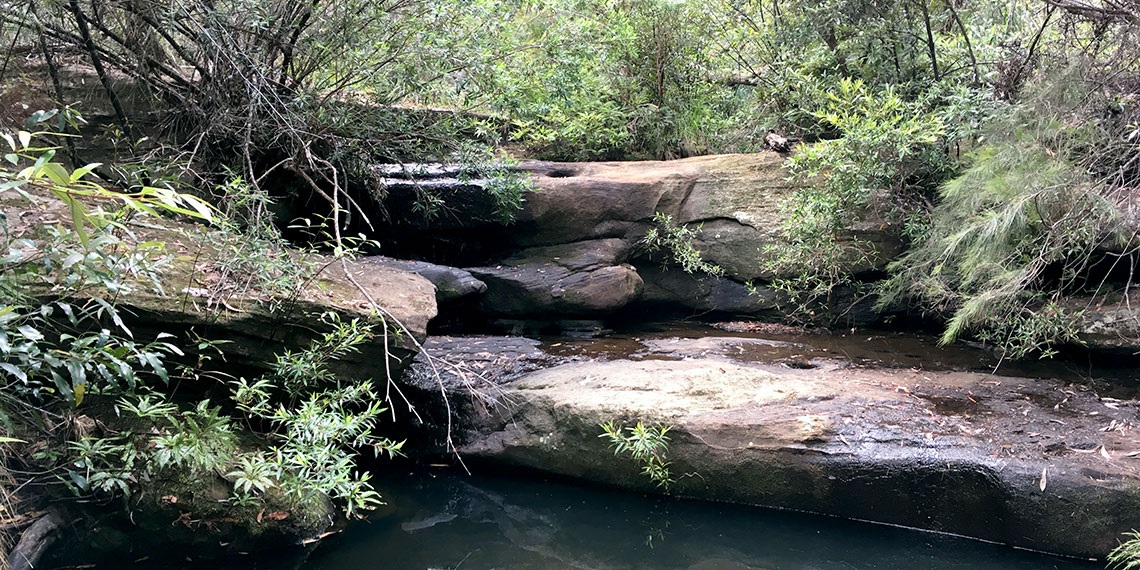 Tree Fern Gully Creek