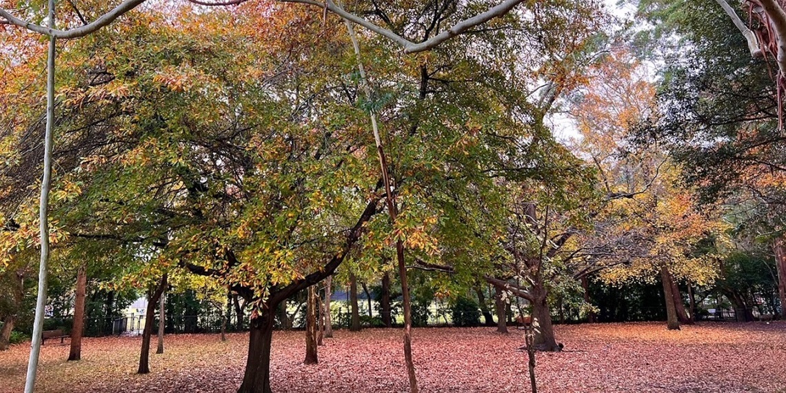 karuah park