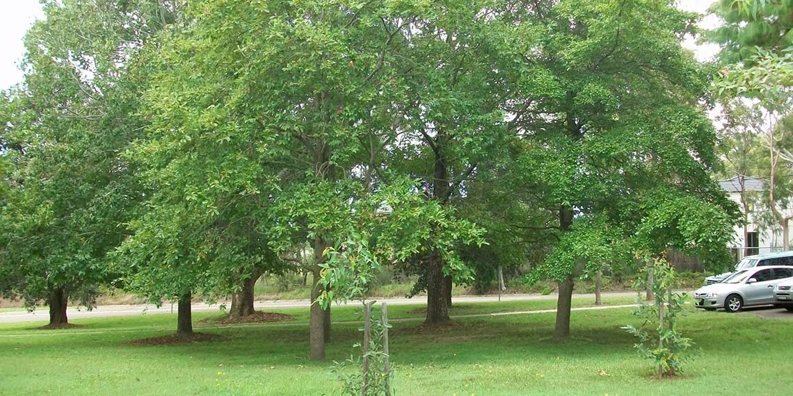 Patricia Gardener Reserve