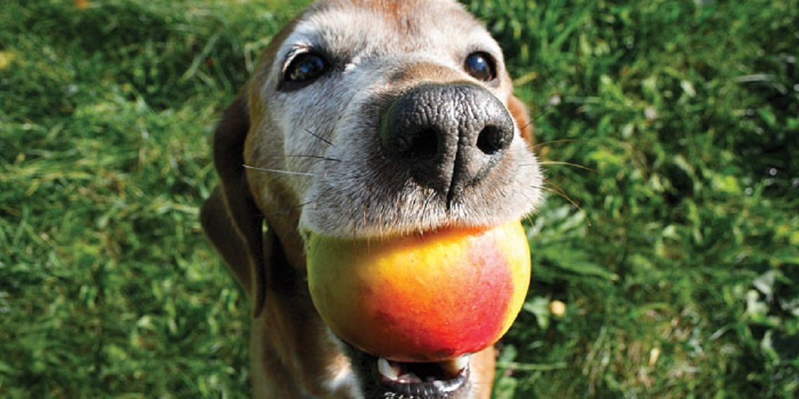dog with a ball