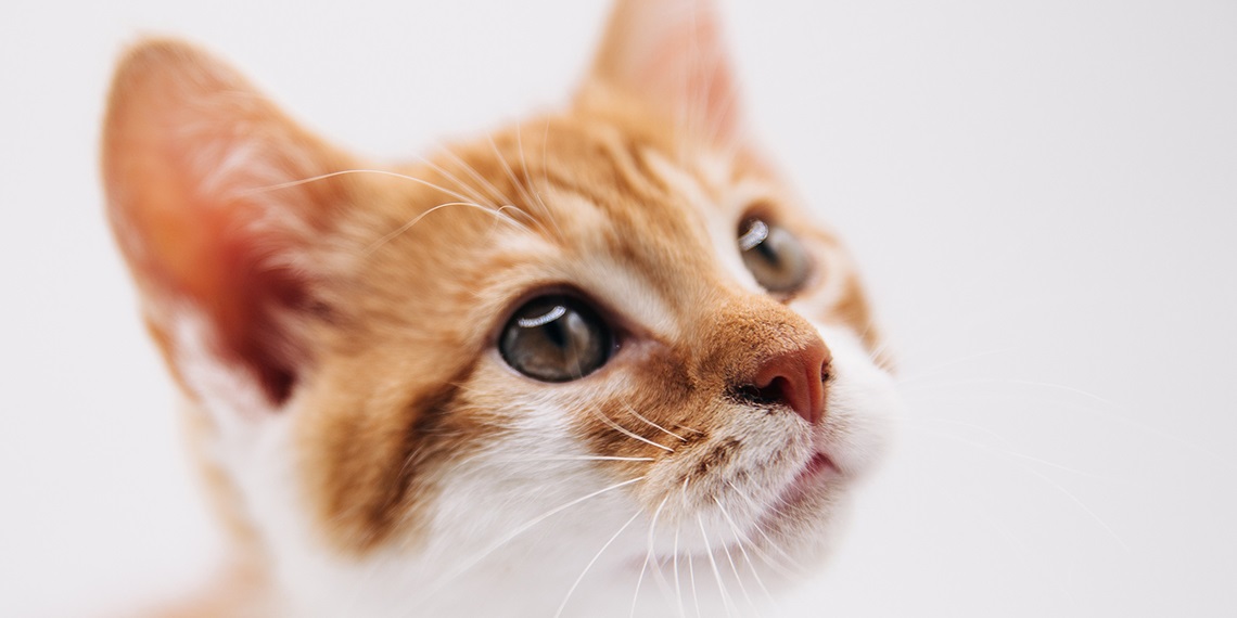 International-Cat-Day-2025