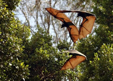 Flying Fox