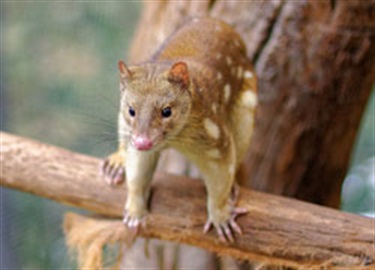 Spotted tail quoll