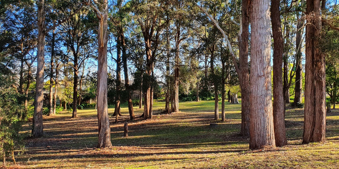 bedes forest