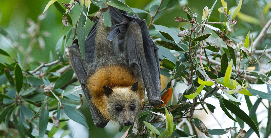 Grey headed flying fox