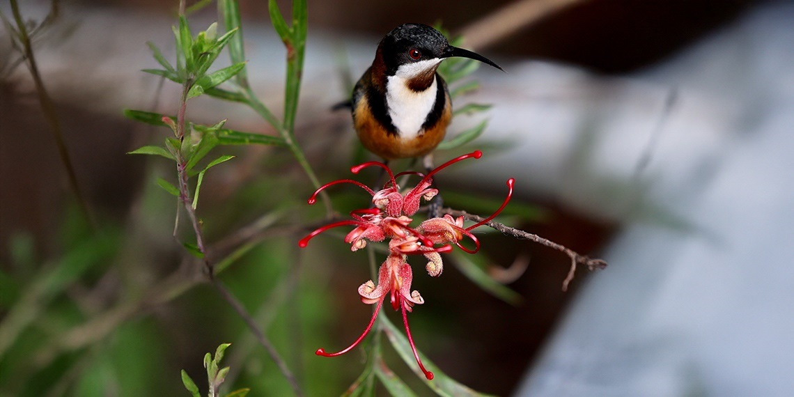 native garden