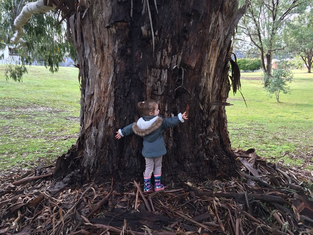 Kuringgai tree canopy levels in the spotlight Kuringgai