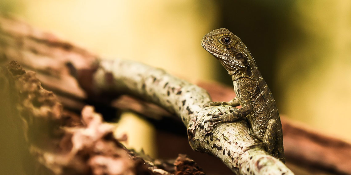 Eastern Water Dragon