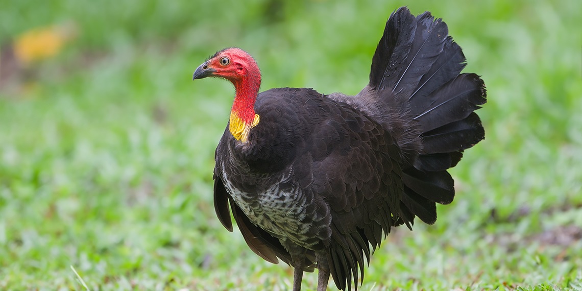 Brush turkey