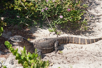 Rosenbergs goanna