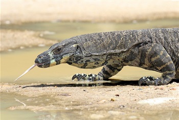 Lace monitor
