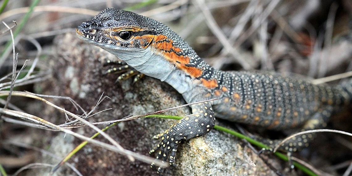 Rosenbergs goanna