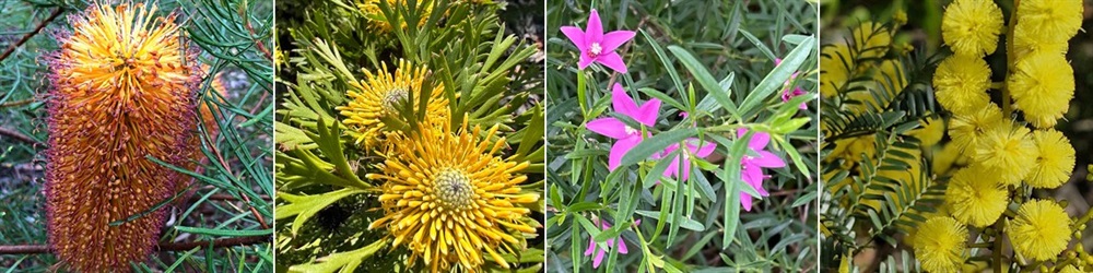 banners_shrubs sandstone