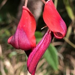 Dusky-Coral-Pea-PHOTO-kathyb33