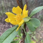 Guinea-Flower-PHOTO-geoffbartram