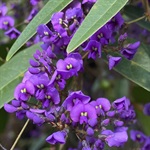 Purple-Coral-Pea-PHOTO-funkynature